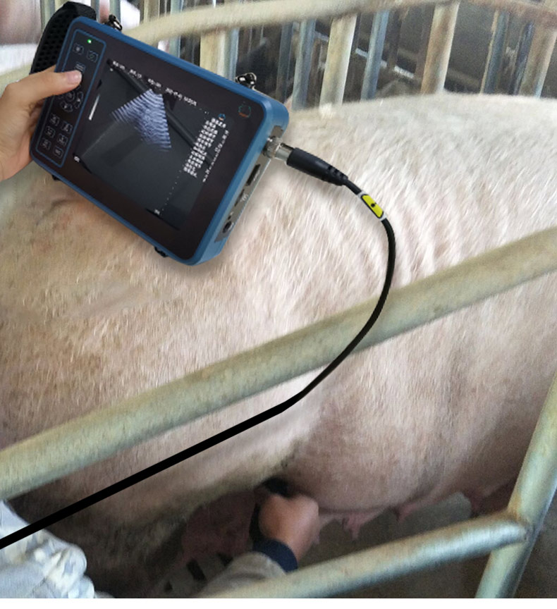 5.6 Inch Livestock Portable Ve - Livestock Ultrasound Pregnancy review and price