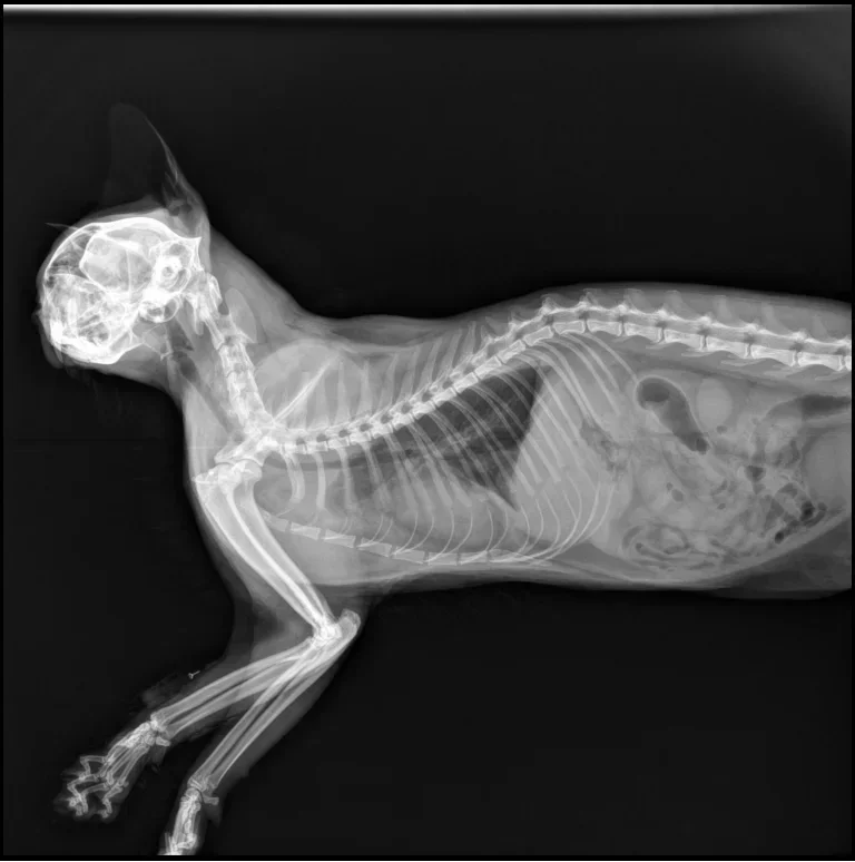 17*17 Flat Panel Detector Vete - Veterinary X Ray Machine review and price
